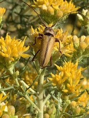 Crossidius suturalis