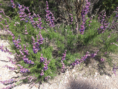 Trichostema lanatum