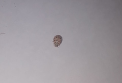 Oenopia conglobata