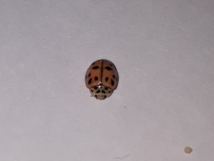 Oenopia conglobata