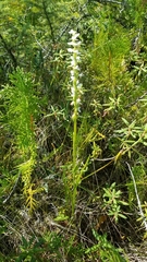Platanthera dilatata