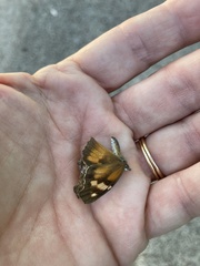 Libytheana carinenta