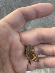 Libytheana carinenta