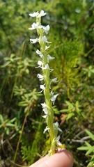 Platanthera dilatata