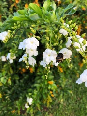 Amegilla quadrifasciata maderae
