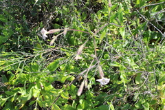 Silene undulata undulata