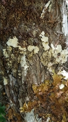 Lobaria scrobiculata image