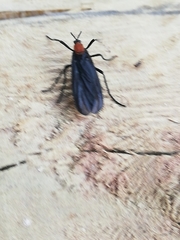 Plecia ruficollis