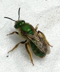 Paragapostemon coelestinus