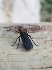 Plecia ruficollis