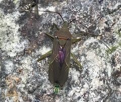 Paradasynus longirostris