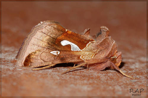 Megalographa bonaerensis