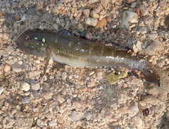 Acentrogobius dayi