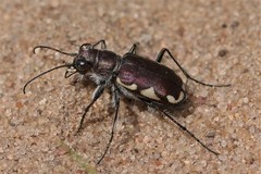 Cicindela scutellaris lecontei