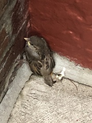 Passer domesticus