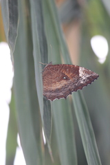 Elymnias hypermnestra