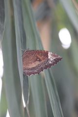 Elymnias hypermnestra