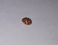 Oenopia conglobata