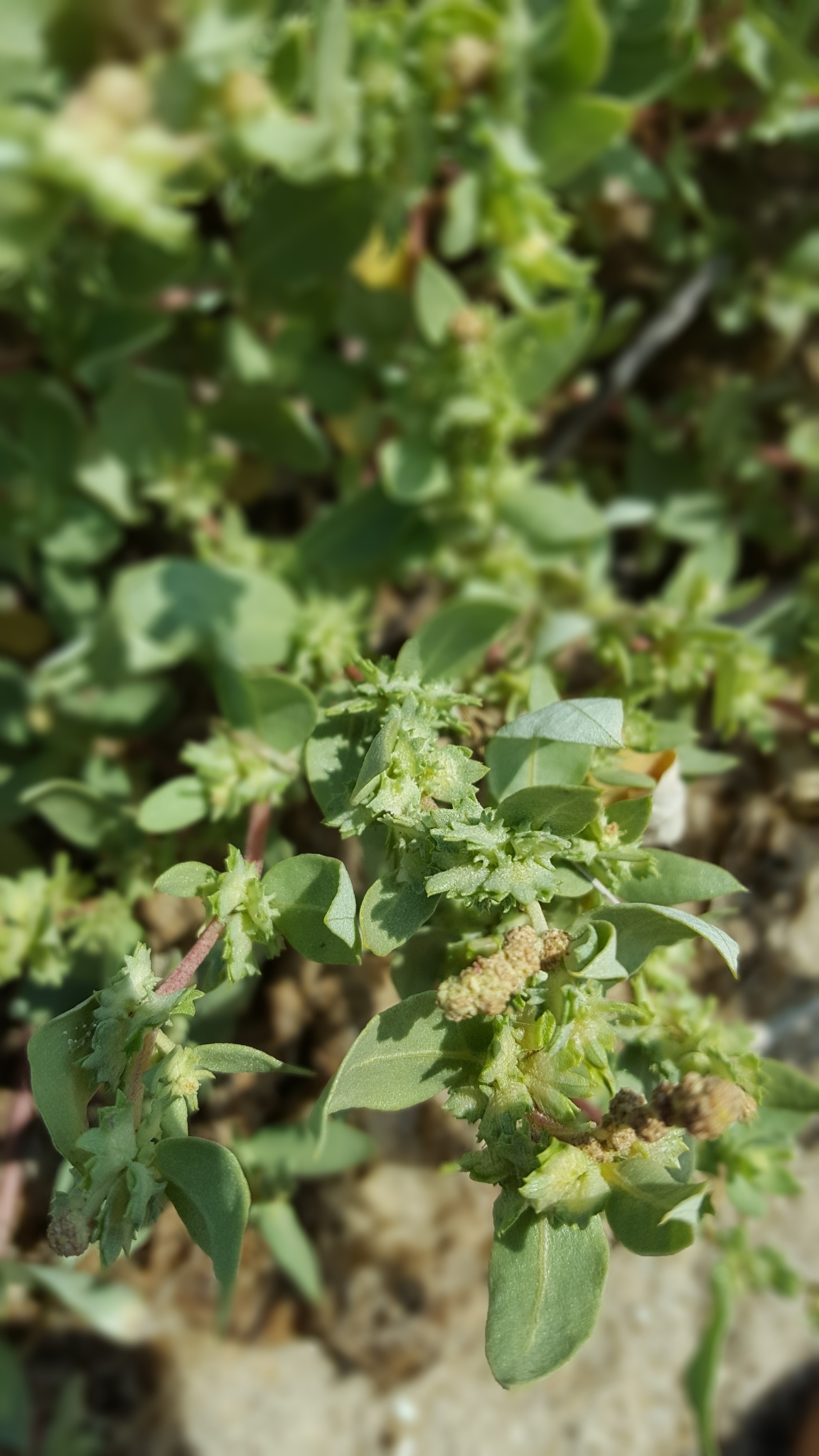 Atriplex mucronata