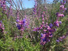 Trichostema lanatum