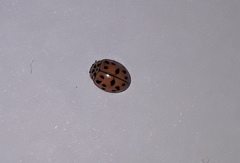 Oenopia conglobata