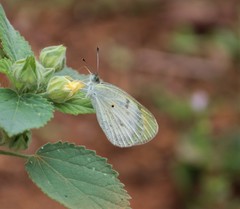 Colotis etrida