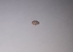 Oenopia conglobata