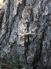 Sceloporus occidentalis