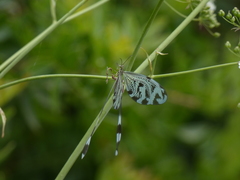 Nemoptera coa
