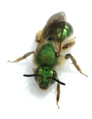 Paragapostemon coelestinus