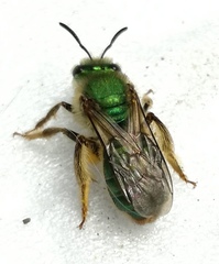 Paragapostemon coelestinus