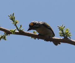 Pogoniulus chrysoconus