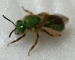 Paragapostemon coelestinus