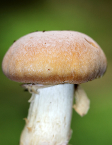 Cortinarius caperatus — (c) Christine Young, some rights reserved (CC BY)