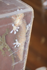 Gekko gecko