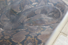 Malayopython reticulatus