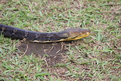 Malayopython reticulatus
