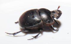 Metacatharsius opacus