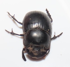 Metacatharsius opacus