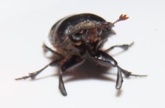 Metacatharsius opacus