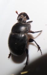 Metacatharsius opacus