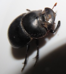 Metacatharsius opacus