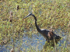 Ardea herodias