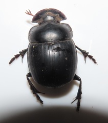 Metacatharsius opacus