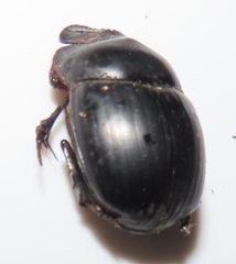 Metacatharsius opacus
