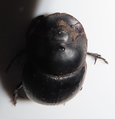 Metacatharsius opacus