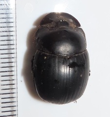 Metacatharsius opacus