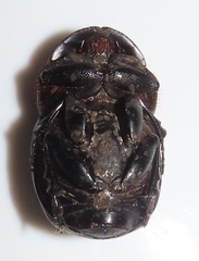 Metacatharsius opacus