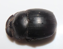 Metacatharsius opacus