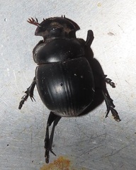 Metacatharsius opacus